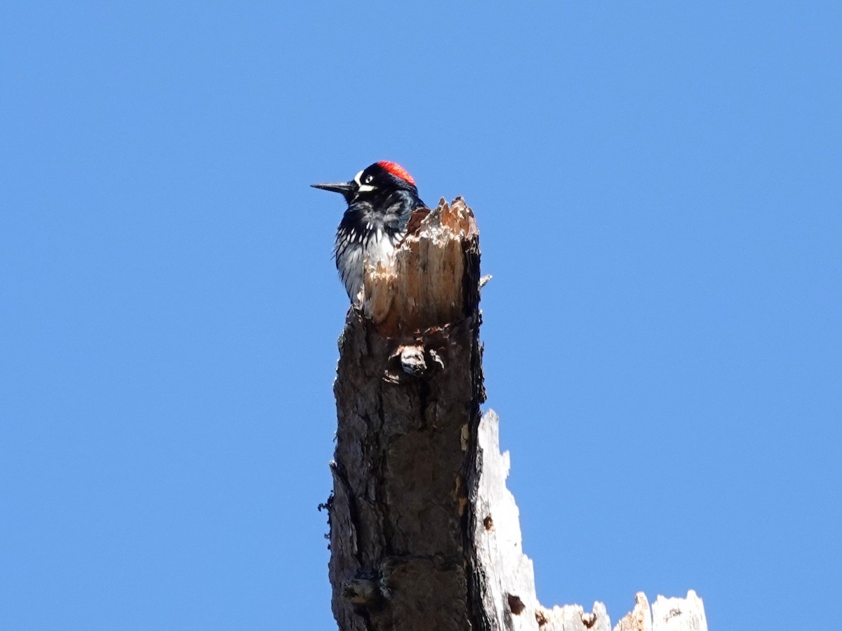 Acorn Woodpecker - Norman Uyeda