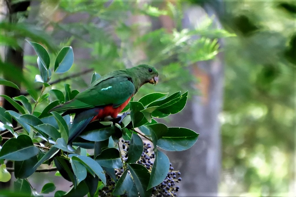 Australian King-Parrot - Anthony Katon