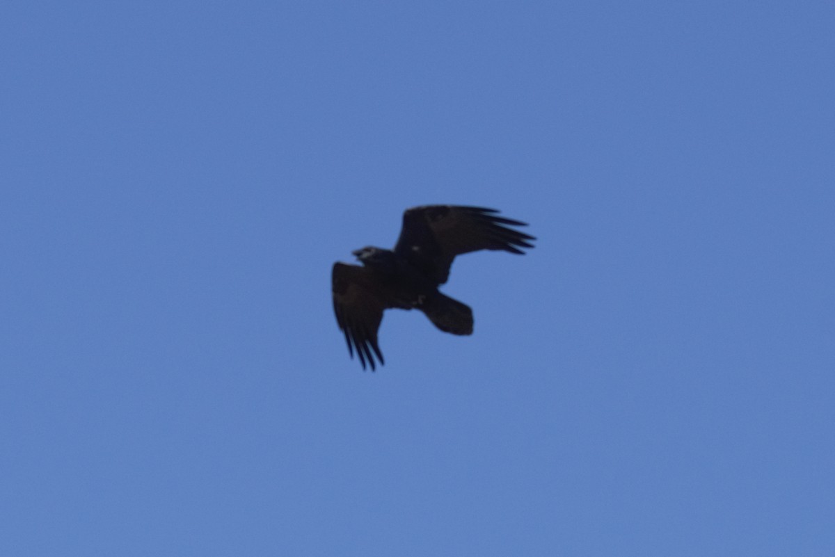 Common Raven - ML152713961