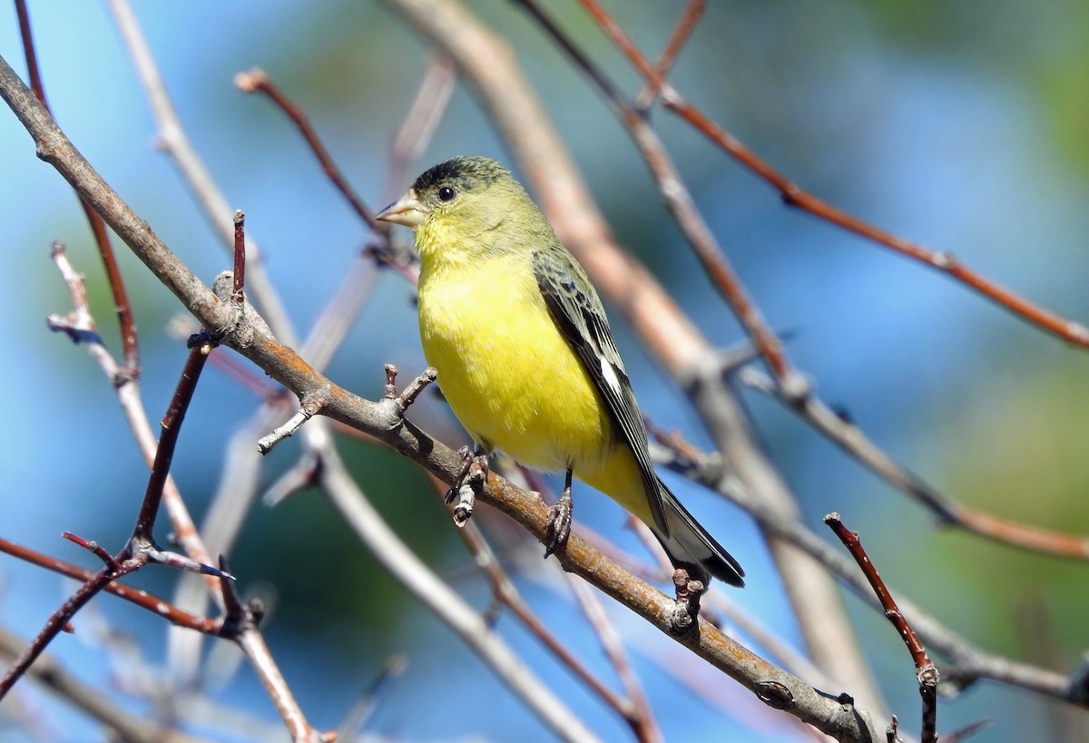 Lesser Goldfinch - kas dumroese