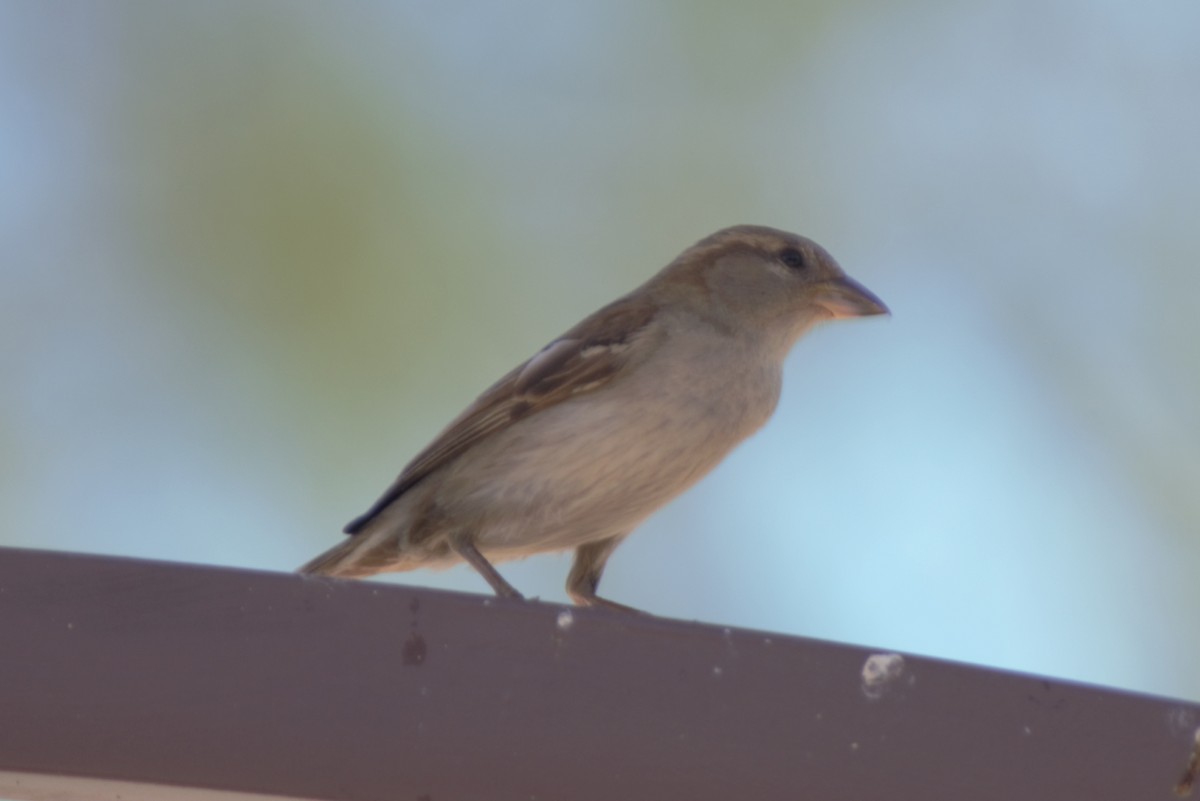 House Sparrow - ML152714131
