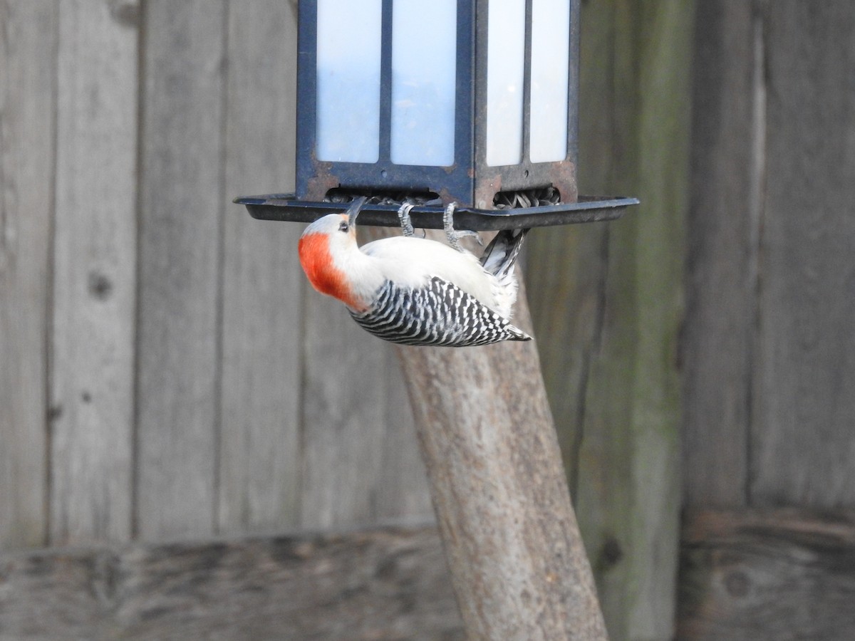 Red-bellied Woodpecker - ML152714171