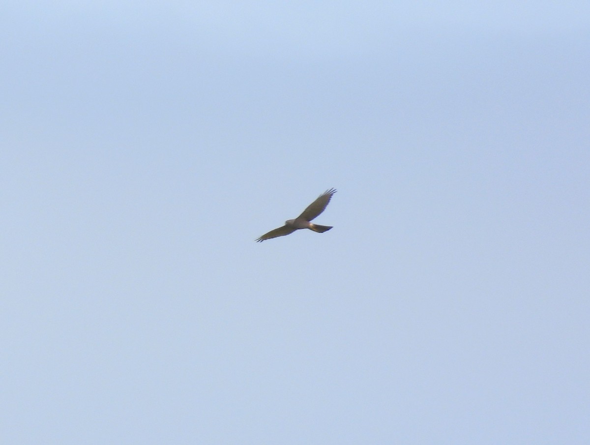 Collared Sparrowhawk - ML152714231