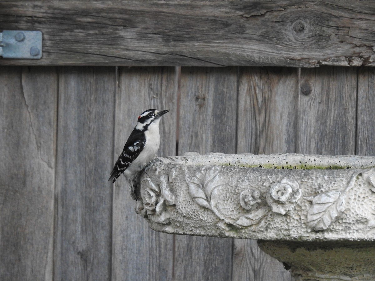 Downy Woodpecker - ML152714271