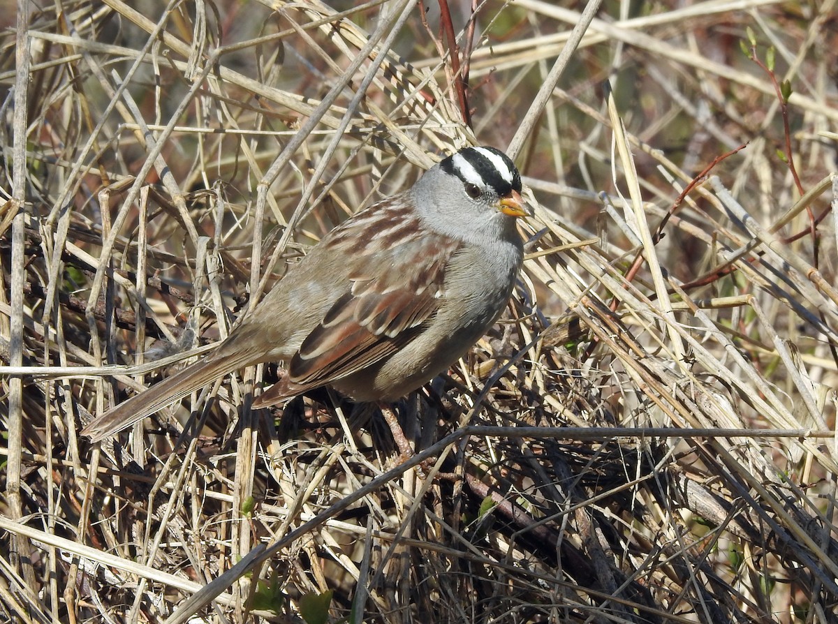 White-crowned Sparrow (Gambel's) - ML152714411