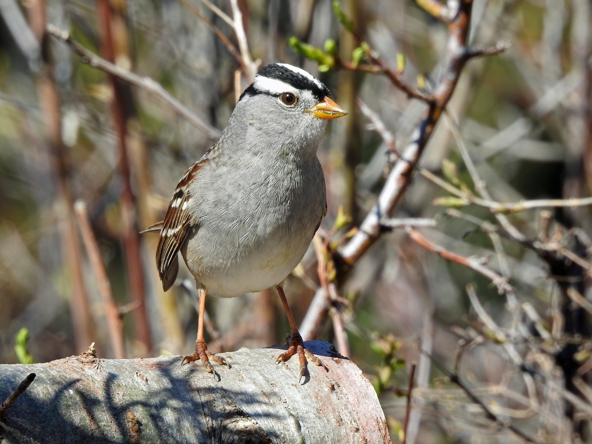 White-crowned Sparrow (Gambel's) - ML152714441