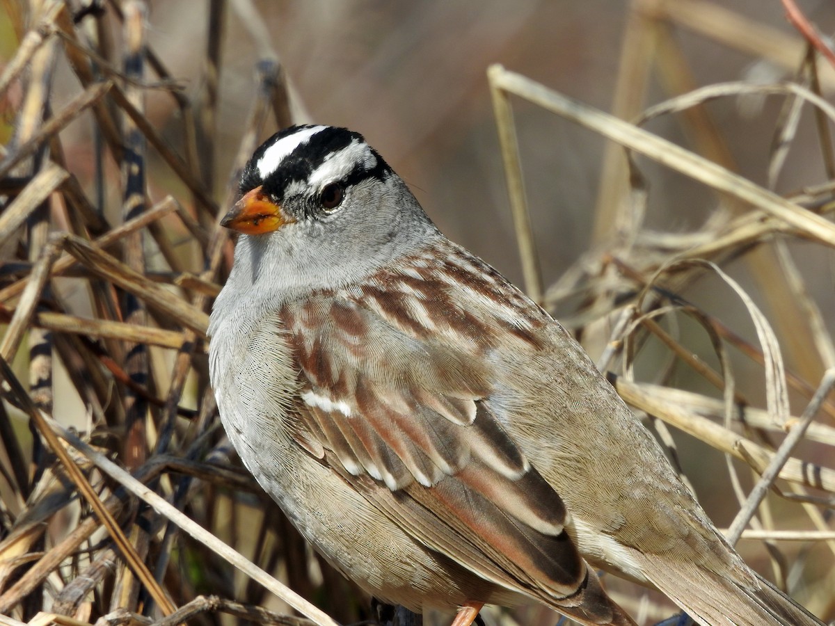 White-crowned Sparrow (Gambel's) - kas dumroese