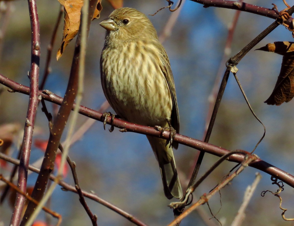 House Finch - Theresa Gessing