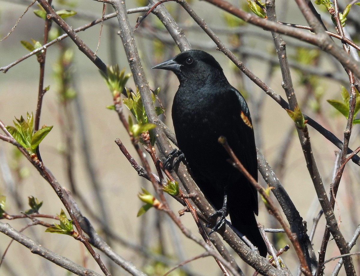 Red-winged Blackbird (Red-winged) - ML152714731