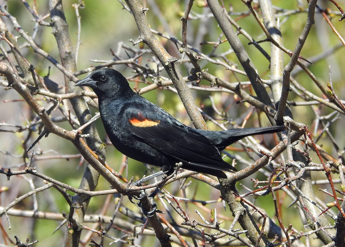 Red-winged Blackbird (Red-winged) - ML152714751