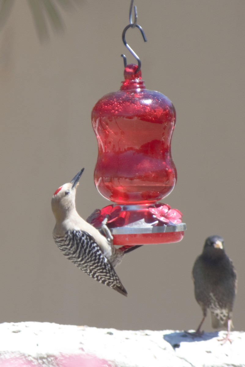 Gila Woodpecker - ML152714931