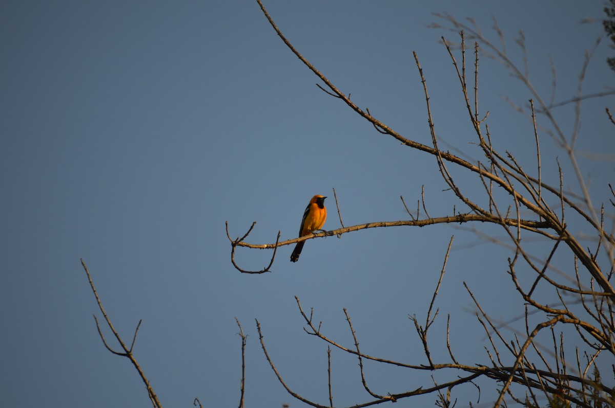 Hooded Oriole - Cindy Crawford
