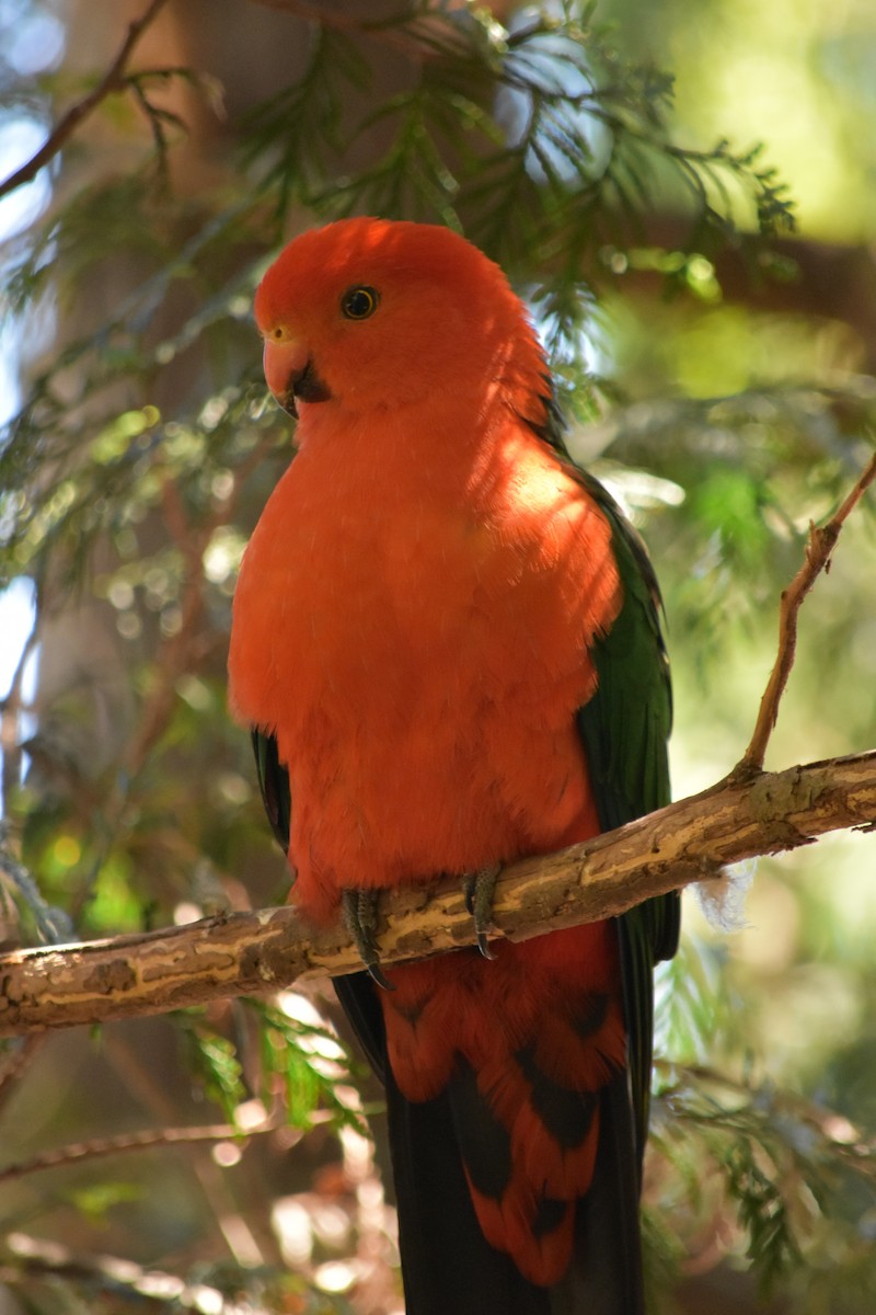 Avustralya Kral Papağanı - ML152715271