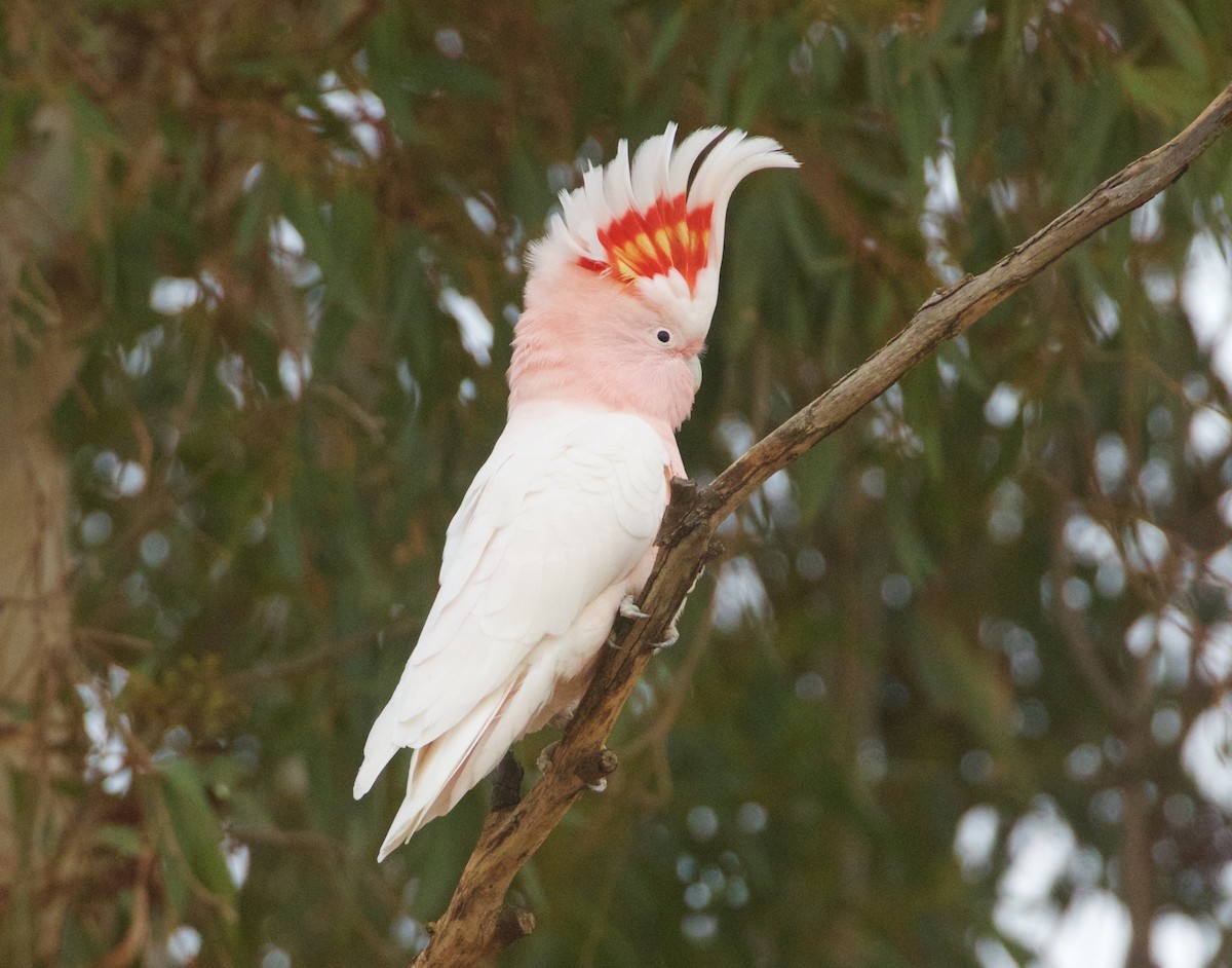 Pink Cockatoo - Scott Baker