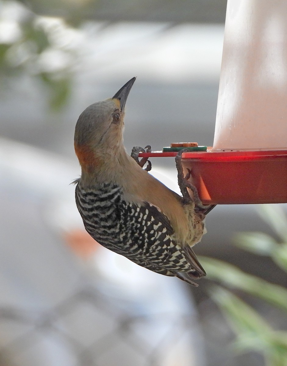 Red-crowned Woodpecker - ML152715381