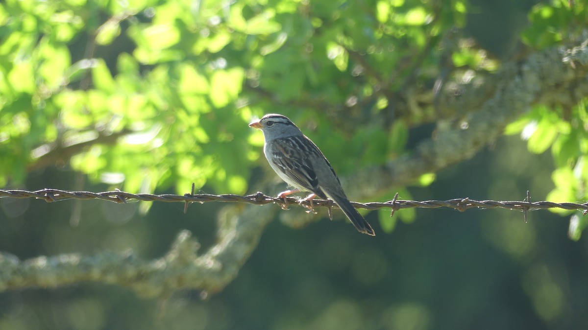 White-crowned Sparrow - ML152715421