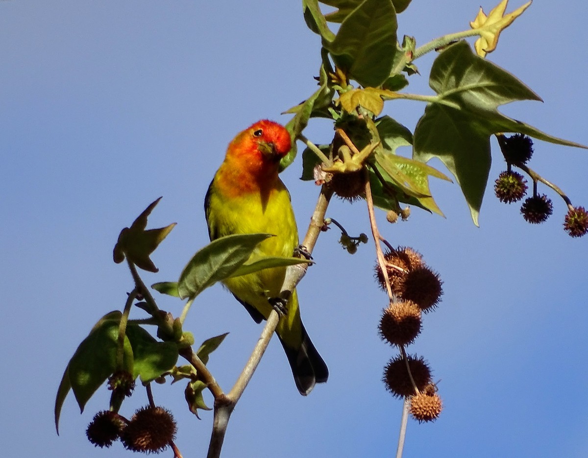 Western Tanager - Rosie Howard