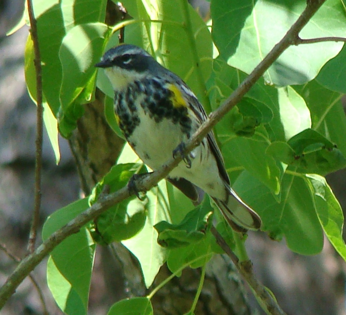 Yellow-rumped Warbler (Myrtle) - Tom Trenchard