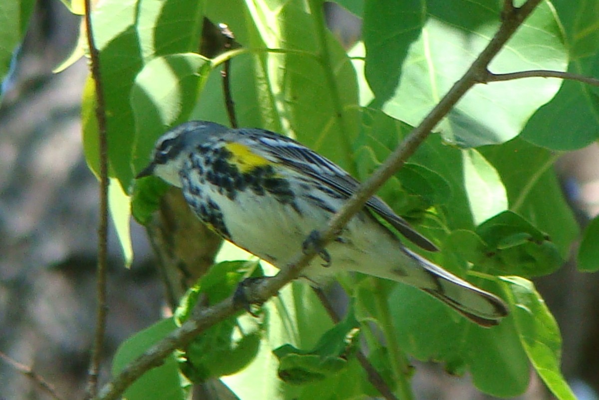 Yellow-rumped Warbler (Myrtle) - Tom Trenchard