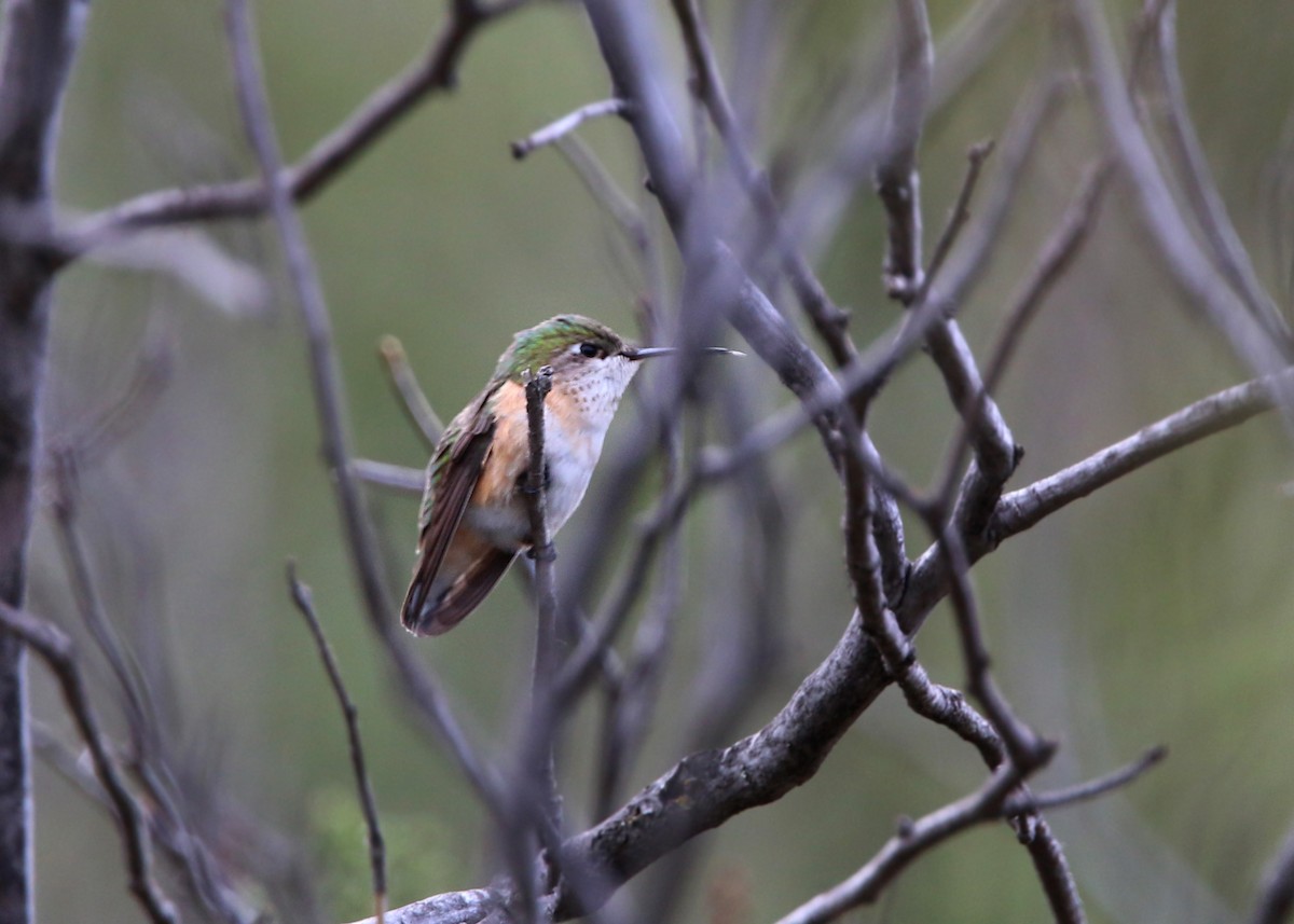 Calliope Hummingbird - ML152715971
