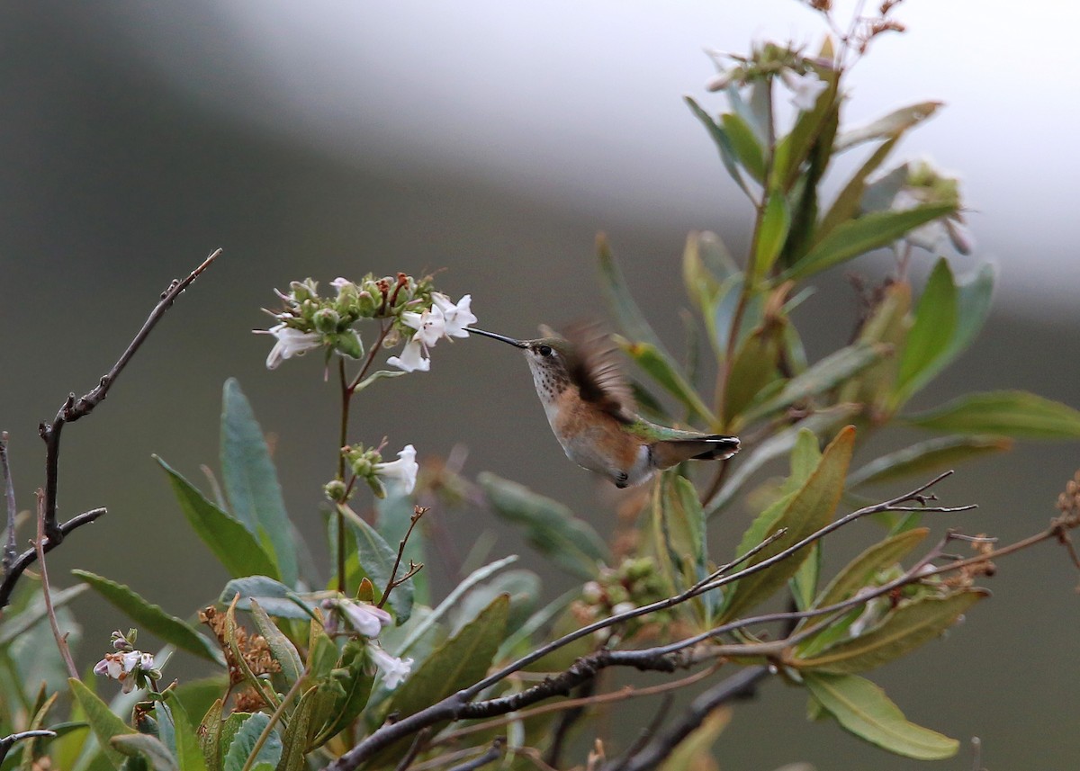 Calliope Hummingbird - ML152715981