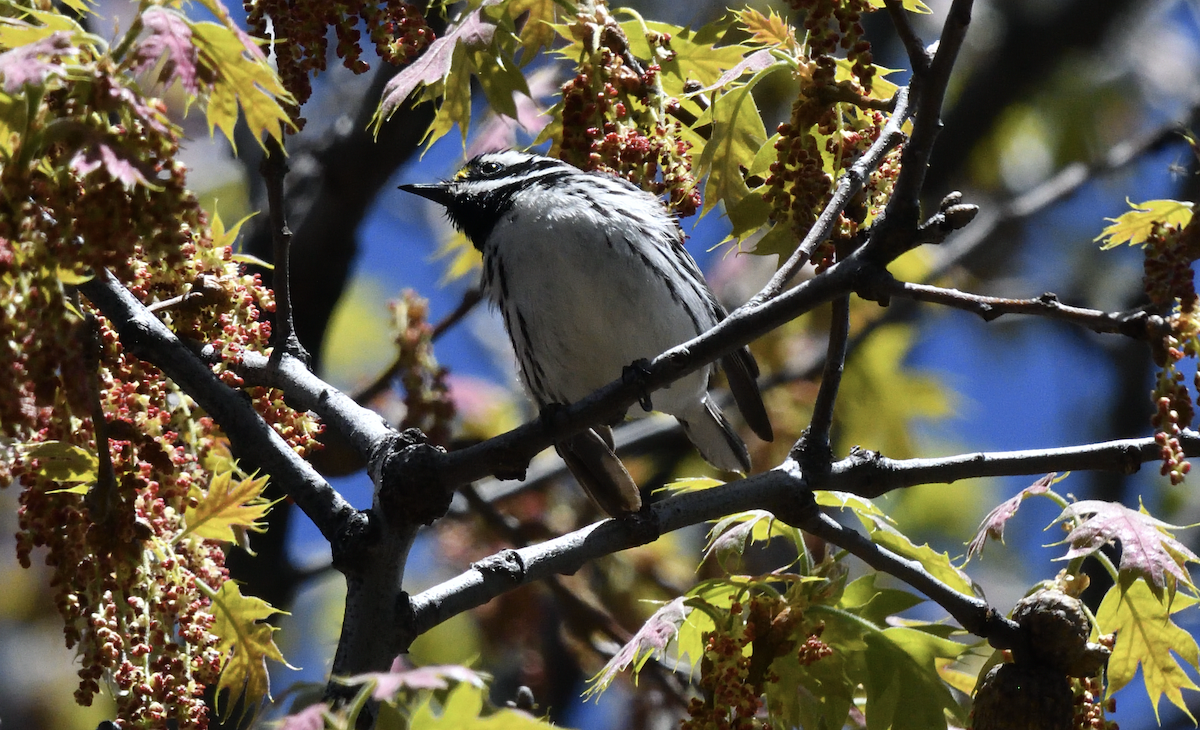 Black-throated Gray Warbler - Anonymous