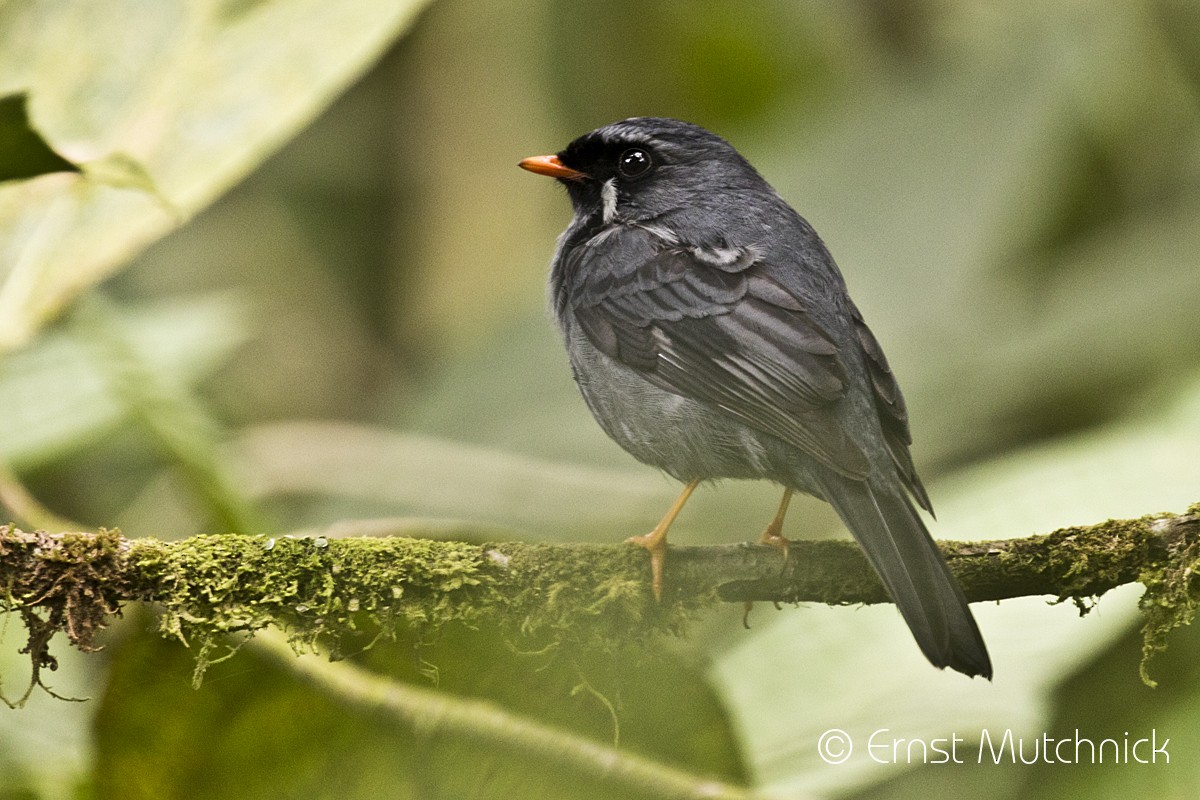 Black-faced Solitaire - ML152716261