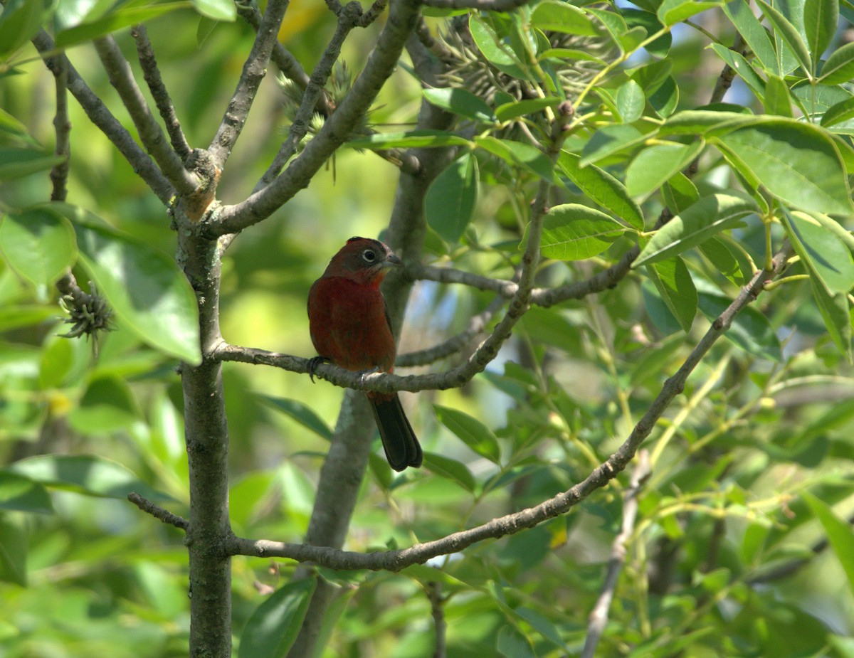 Red-crested Finch - Mariel Sanchez
