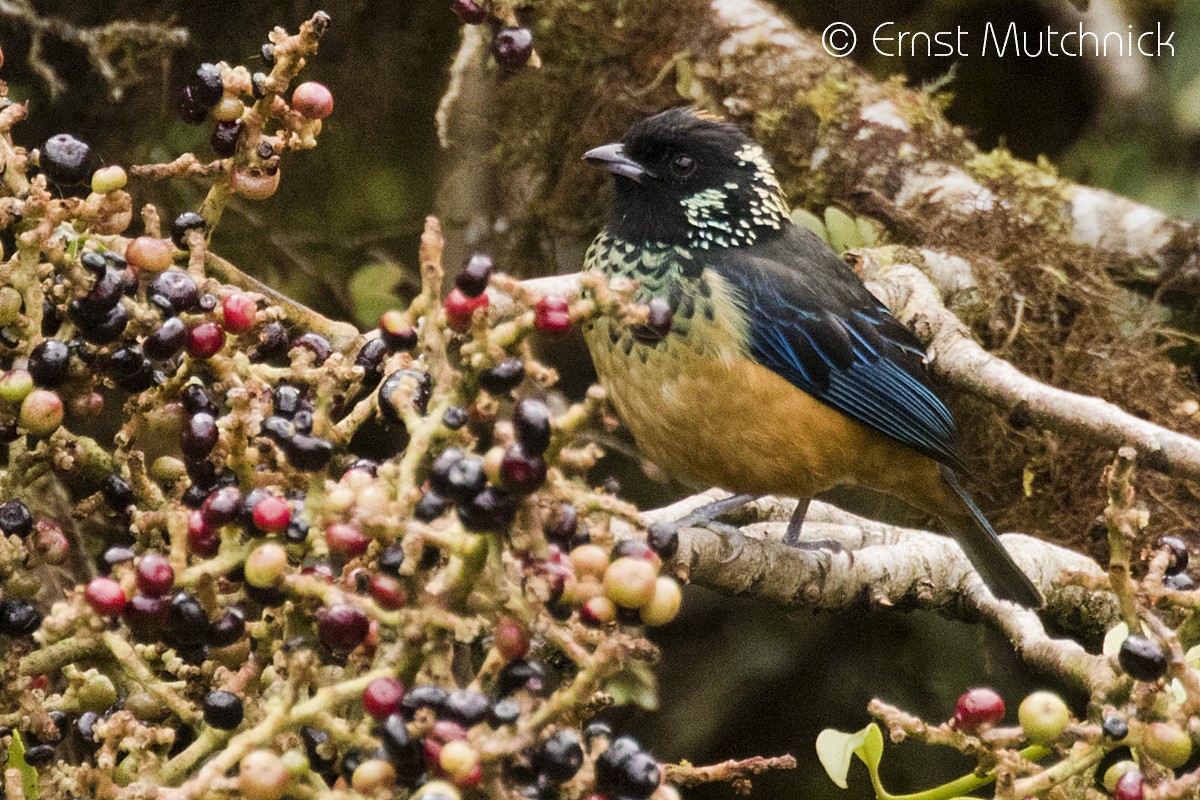 Spangle-cheeked Tanager - ML152716361