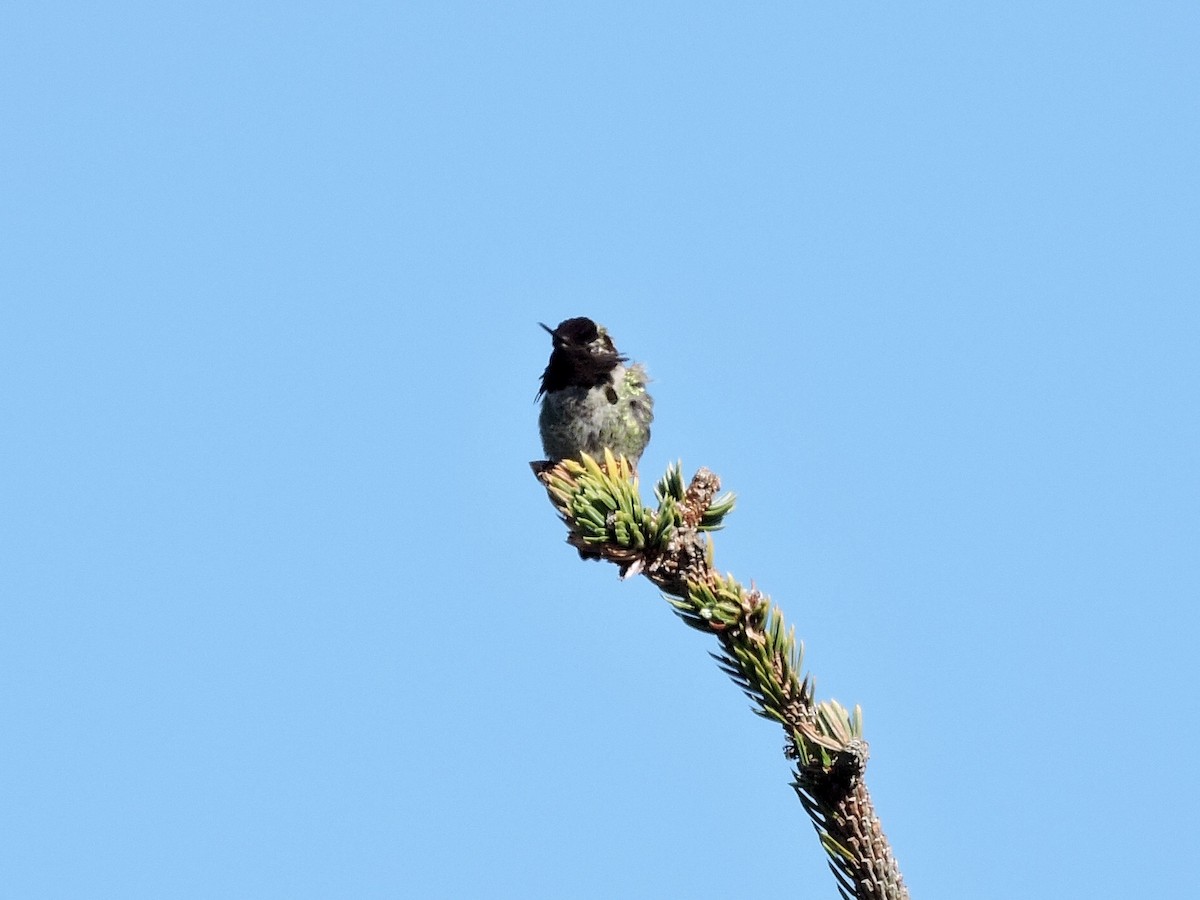 Anna's Hummingbird - ML152716511