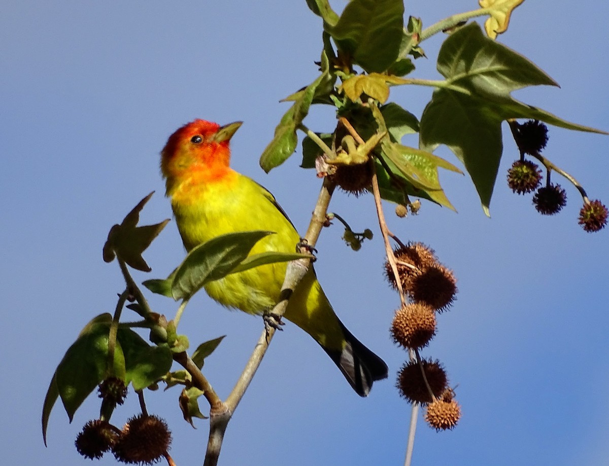 Western Tanager - Rosie Howard