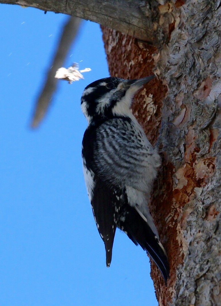 American Three-toed Woodpecker - William Clark