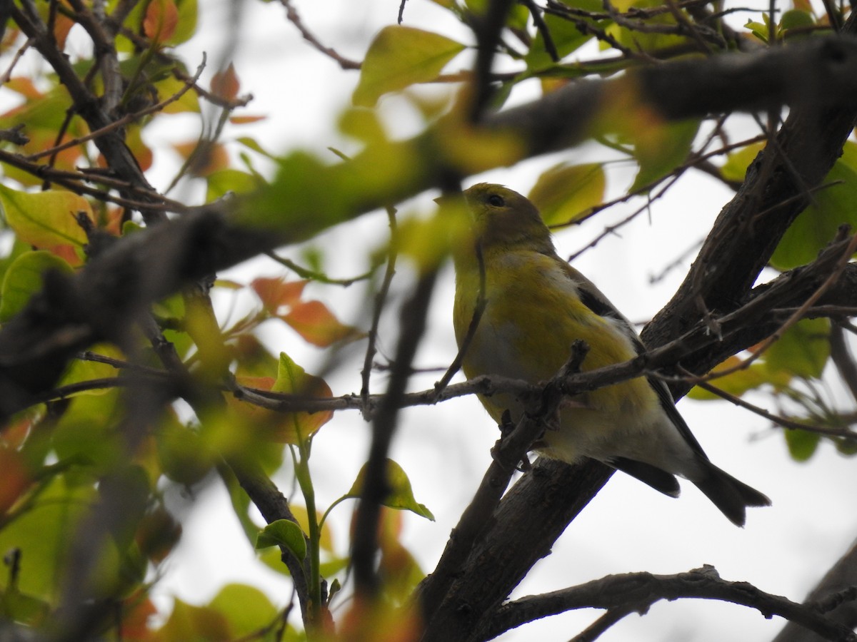 American Goldfinch - Alexis LaMaster
