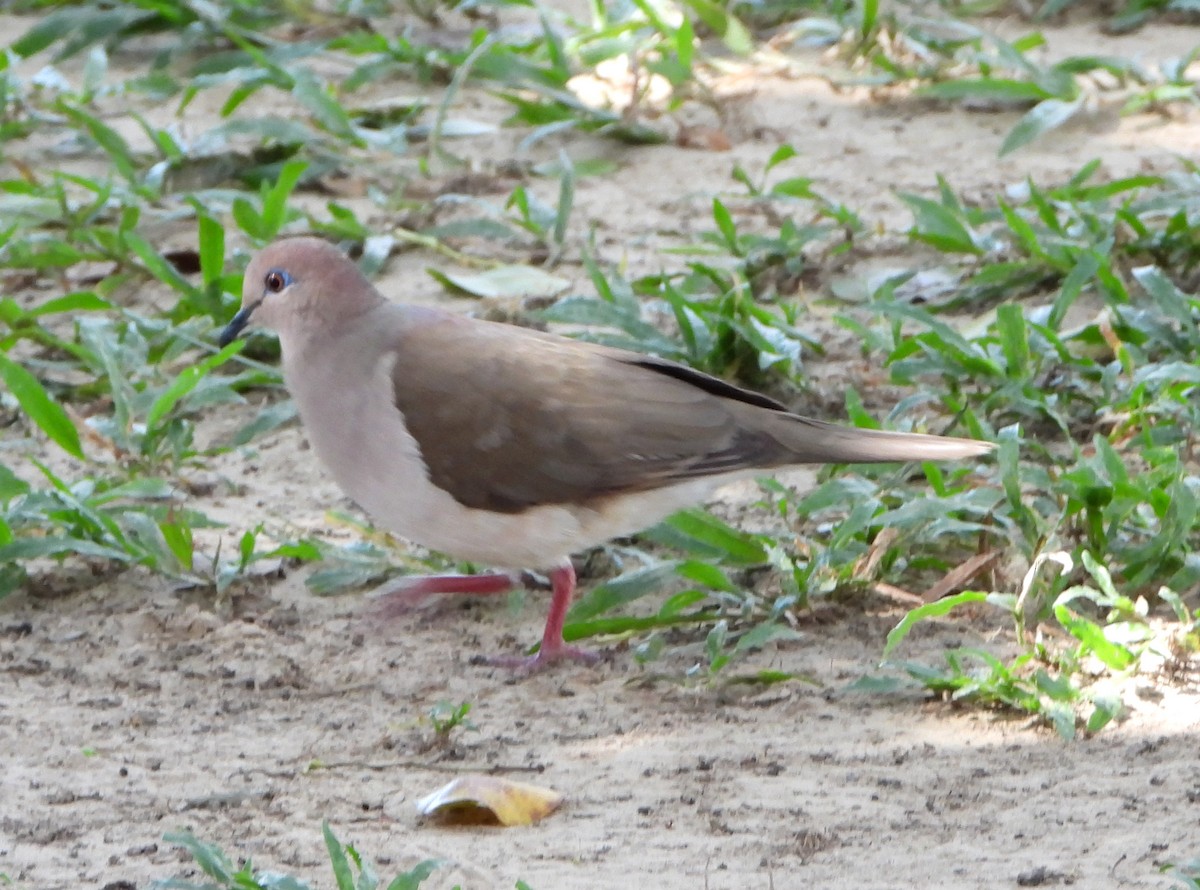 White-tipped Dove - Lauri Taylor
