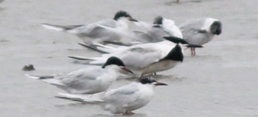 Common Tern - Uday Sant