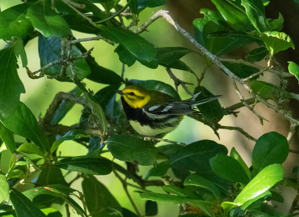 Black-throated Green Warbler - Charles Lyon