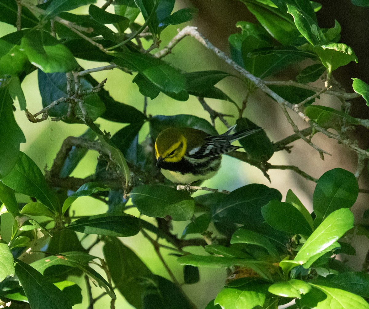 Black-throated Green Warbler - Charles Lyon