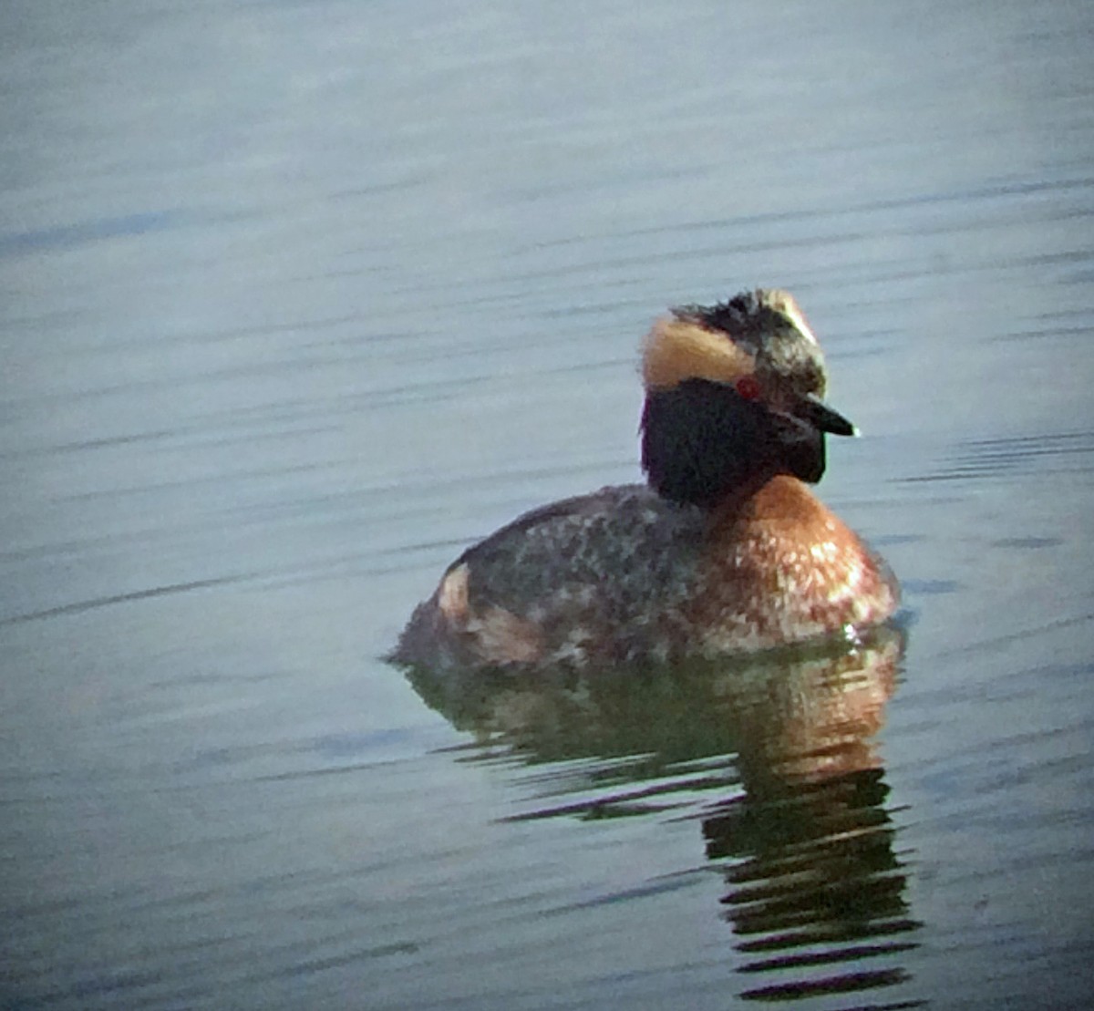 Horned Grebe - Dave Brown