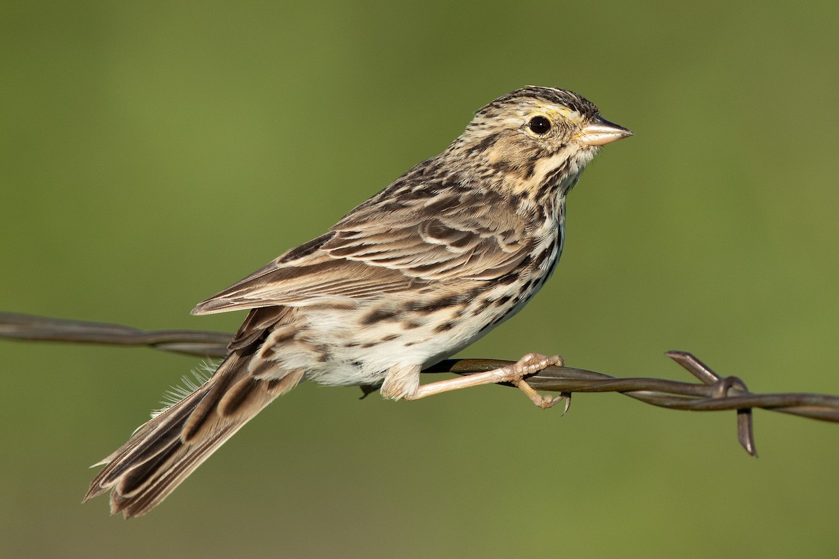 Savannah Sparrow - ML152719031