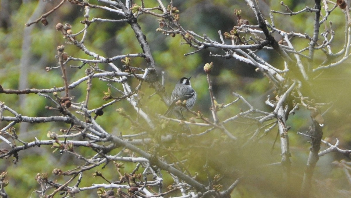 Black-throated Gray Warbler - ML152719941