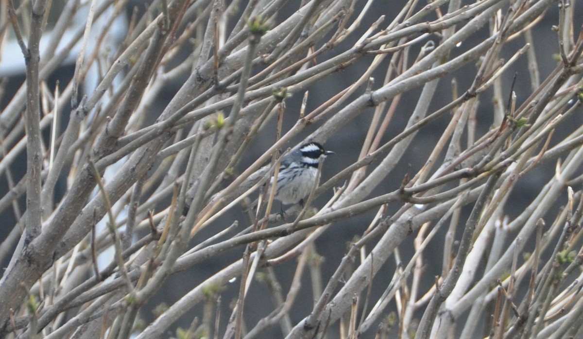 Black-throated Gray Warbler - ML152719951