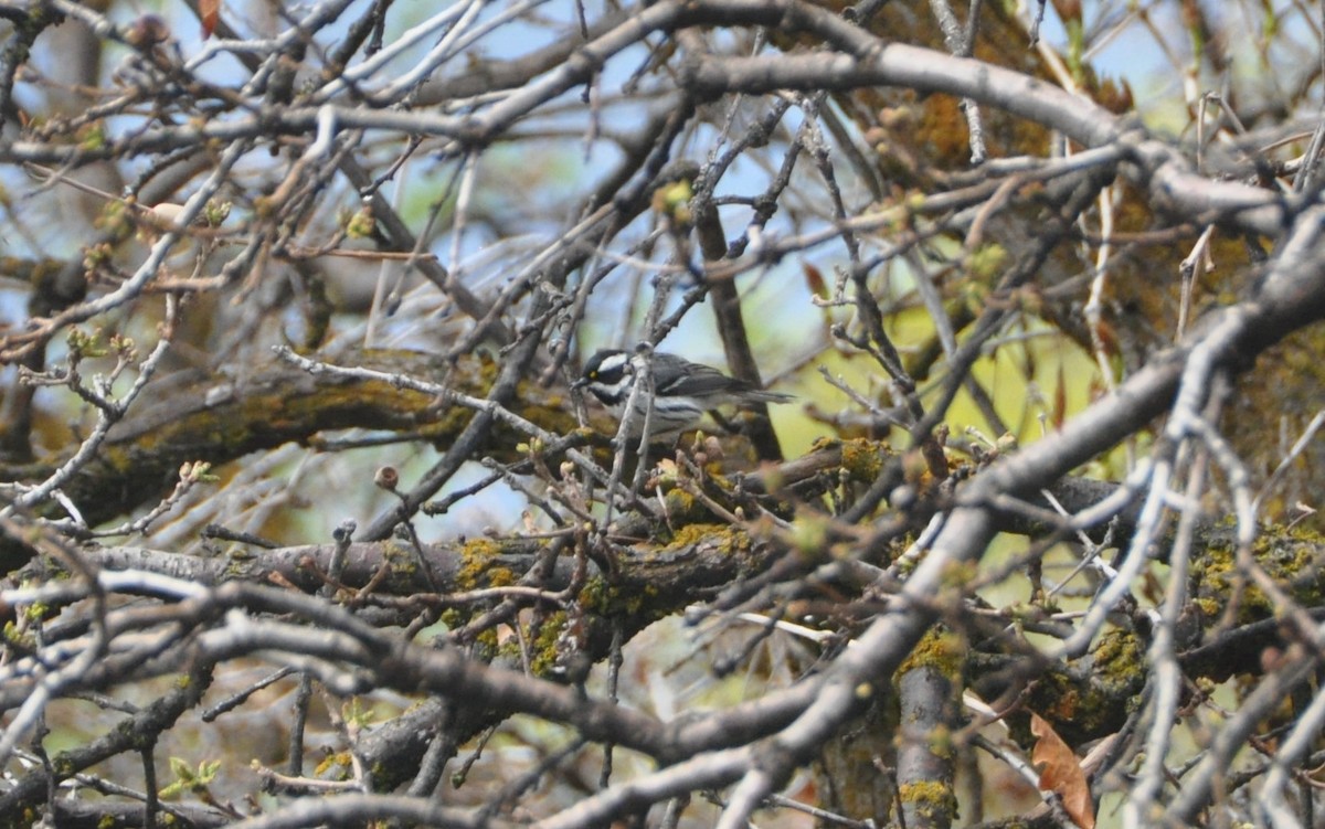 Black-throated Gray Warbler - ML152719971