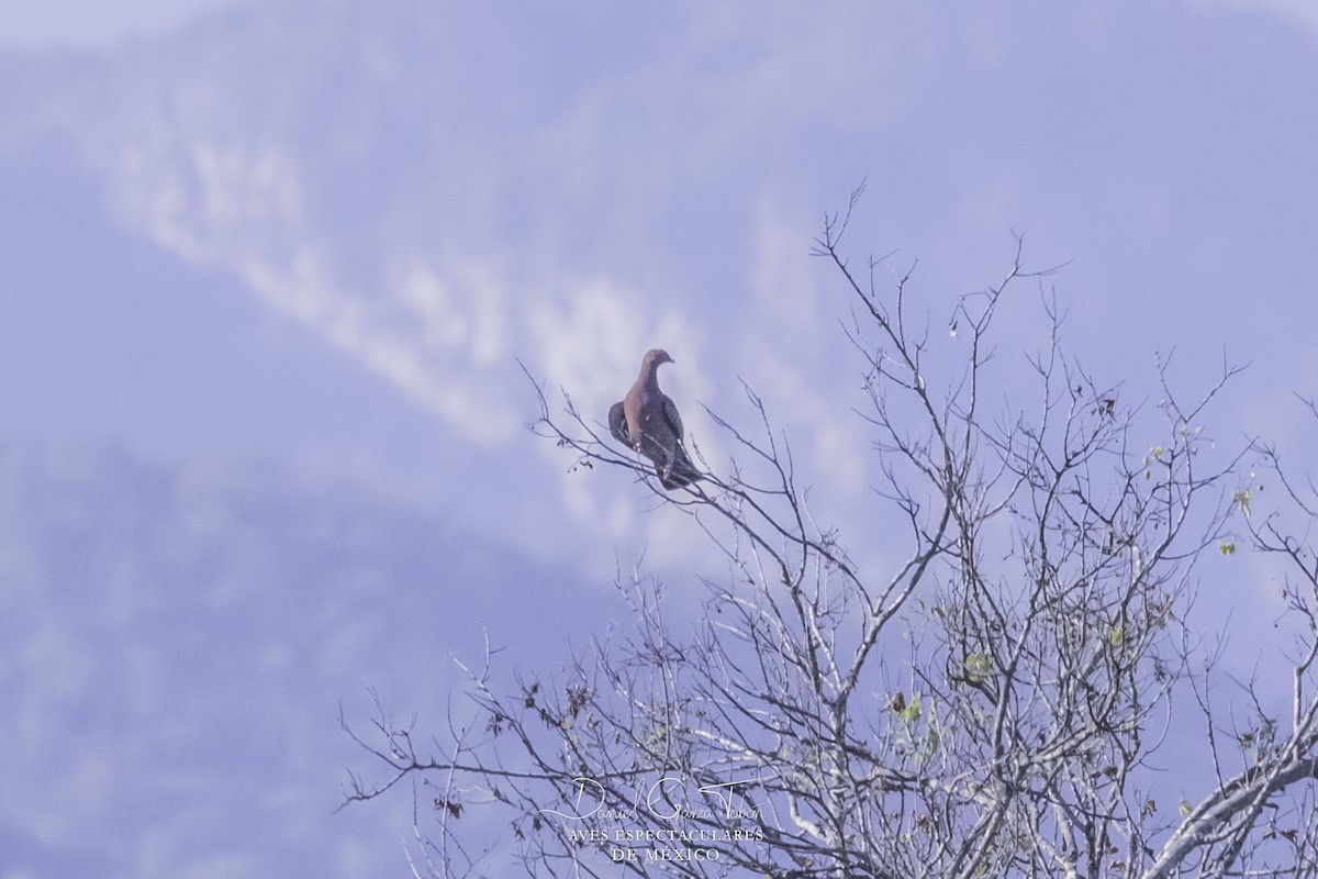 Red-billed Pigeon - ML152721191