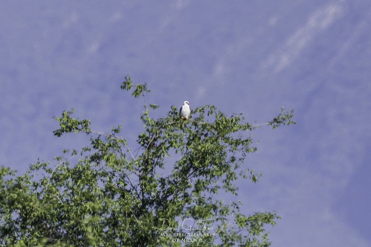 White-tailed Kite - ML152721201
