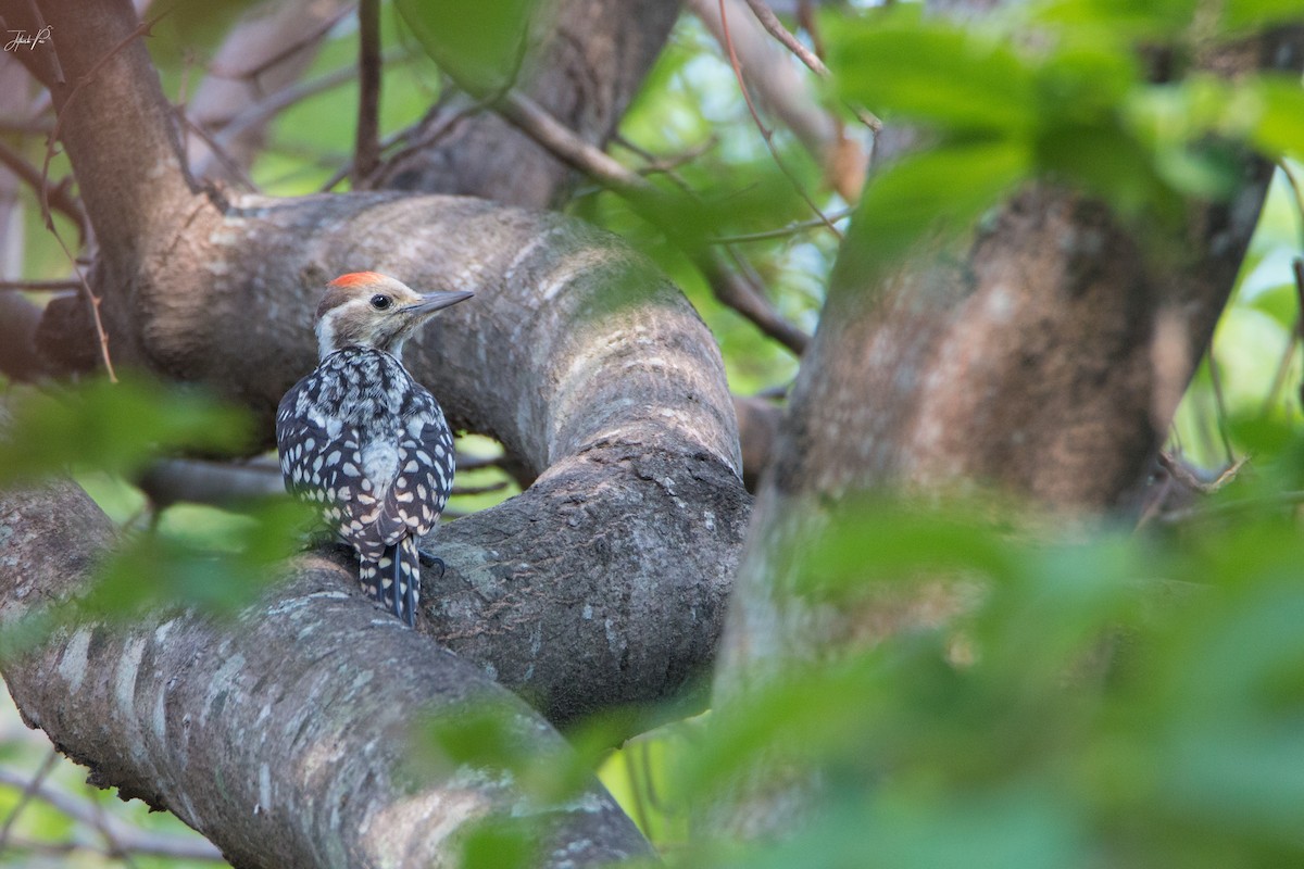 Yellow-crowned Woodpecker - jithesh pai
