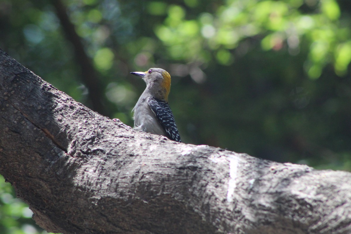 Golden-fronted Woodpecker - ML152722121