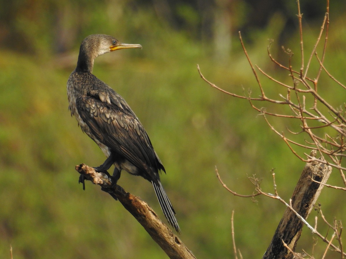 Indian Cormorant - Afsar Nayakkan