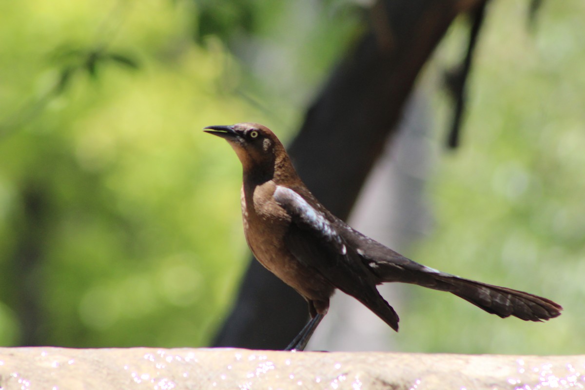 Great-tailed Grackle - ML152722291