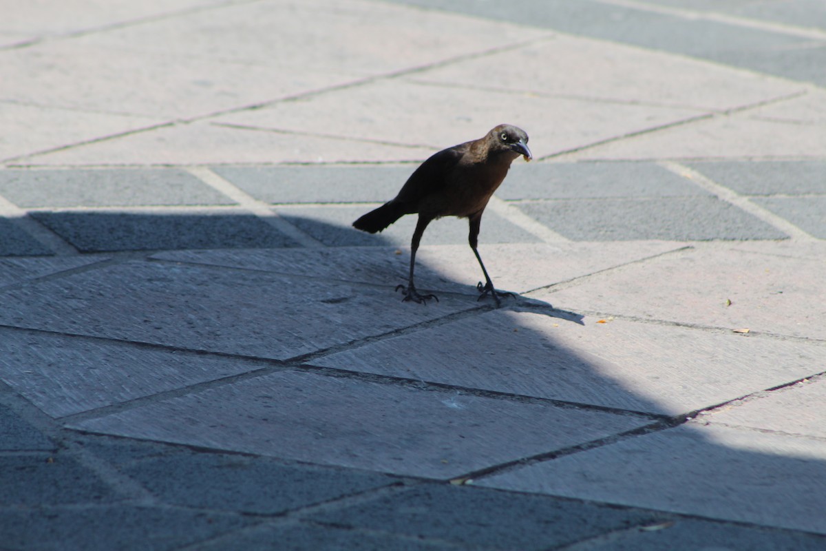 Great-tailed Grackle - ML152722301