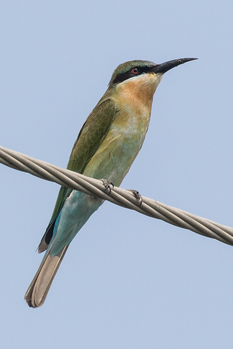 Blue-tailed Bee-eater - Eric VanderWerf